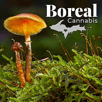 Boreal Cannabis