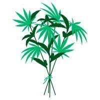 The Green Bouquet Cannabis Inc
